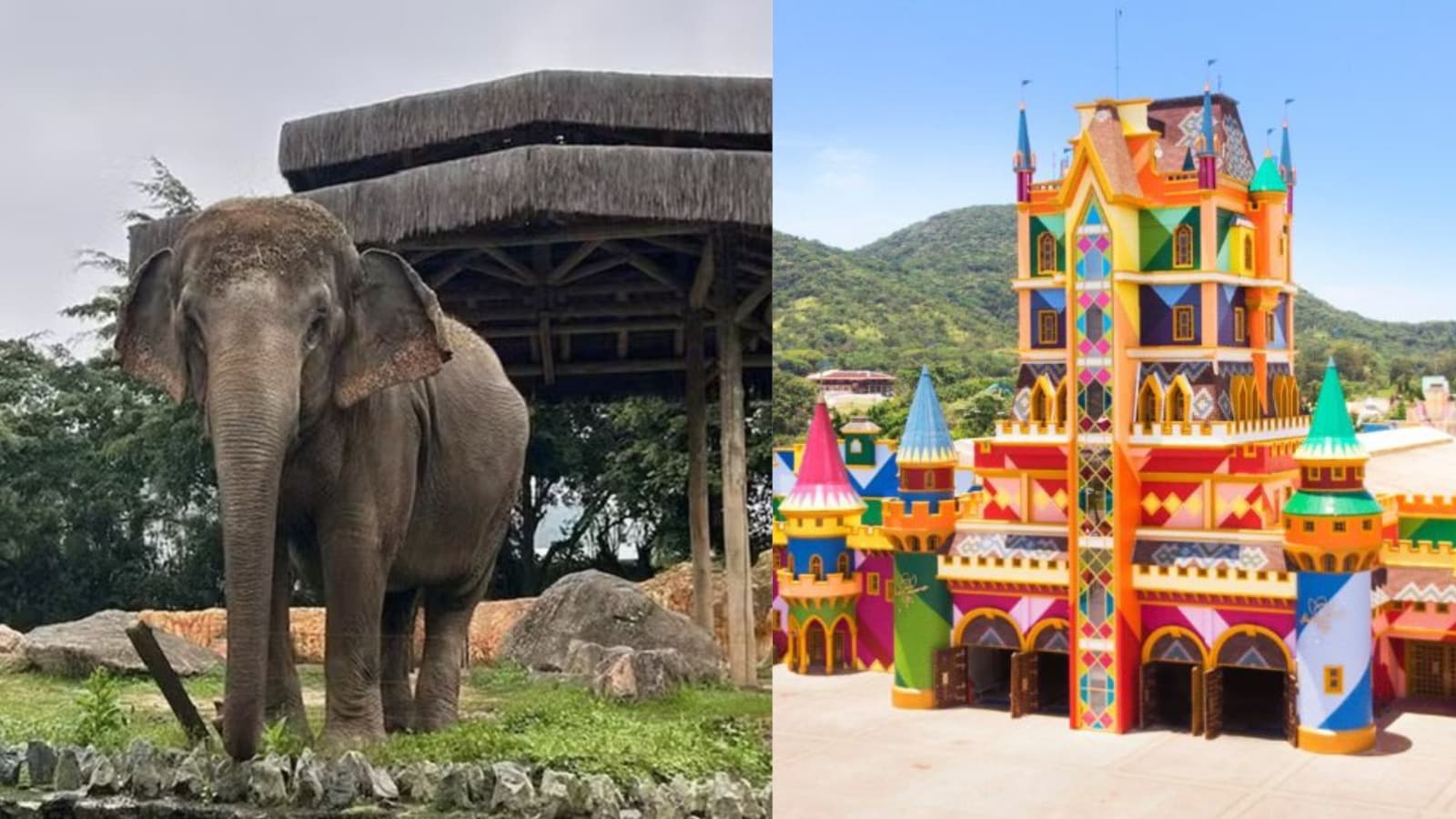 “Mais espaço e liberdade”: após anos em parque de Penha, elefanta será transferida para santuário no Mato Grosso