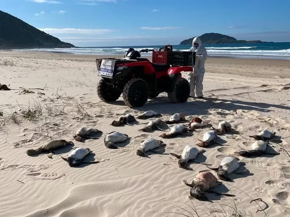 Praias de SC registram 1.910 pinguins mortos em 2026, o maior número desde 2015