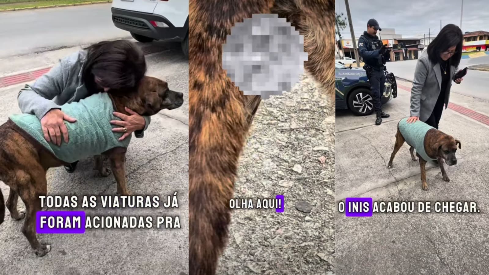 “Em busca desse filho da p@”: cachorra comunitária de Itajaí é resgatada após denúncia de abuso; VÍDEO
