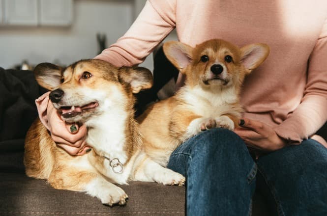 Justiça nega pensão e mulher de Blumenau fica com despesa integral dos pets