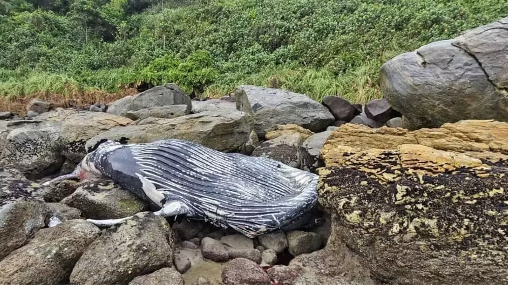 Baleia aparece morta entre pedras de praia em São Francisco do Sul