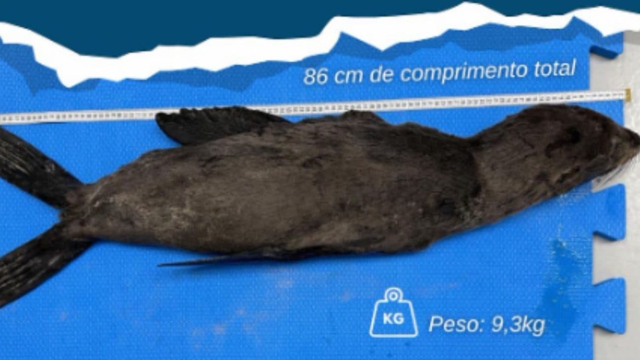 Encontrado magro e ferido, lobo-marinho morre logo após resgate de biólogos em SC