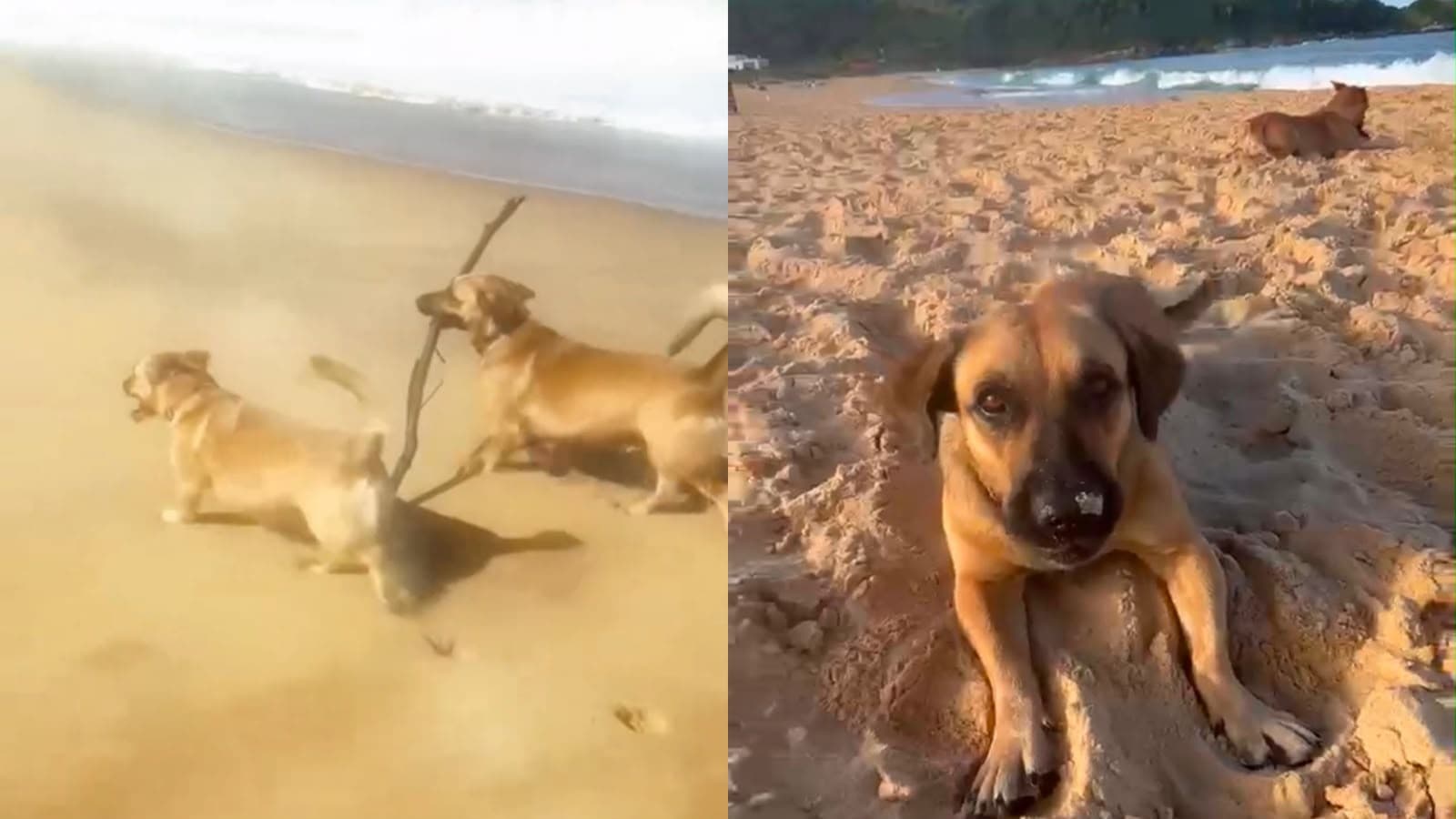 Cão comunitário do Estaleiro morre após ser achado ferido em Balneário Camboriú
