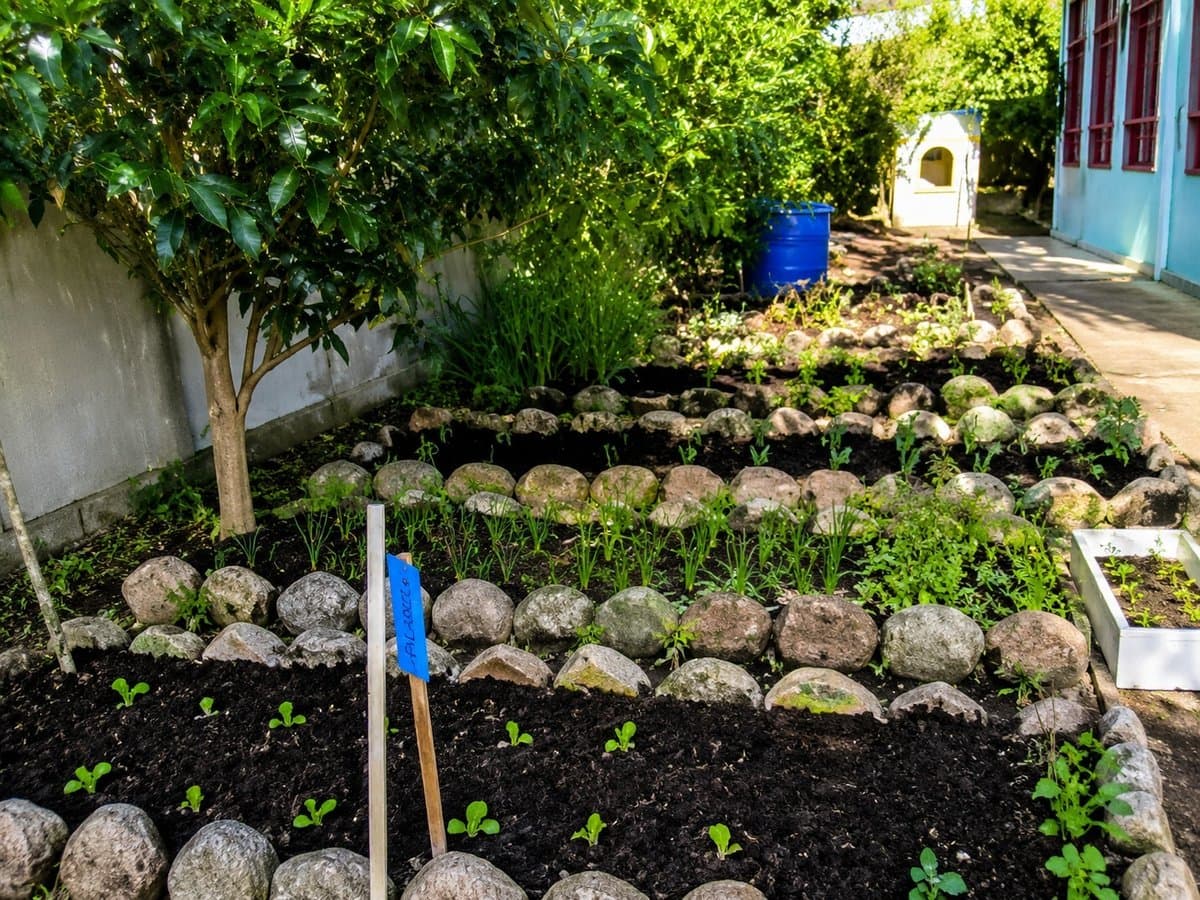 Creche transforma horta em espaço de aprendizagem e aproxima crianças do meio ambiente