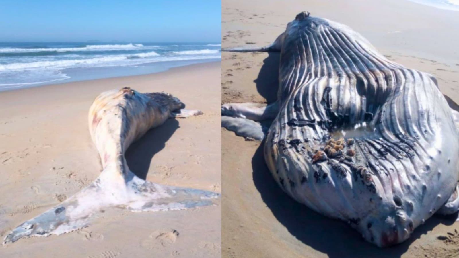 Baleia de quase 10 metros encalha morta e é enterrada na Praia Grande, em São Francisco do Sul
