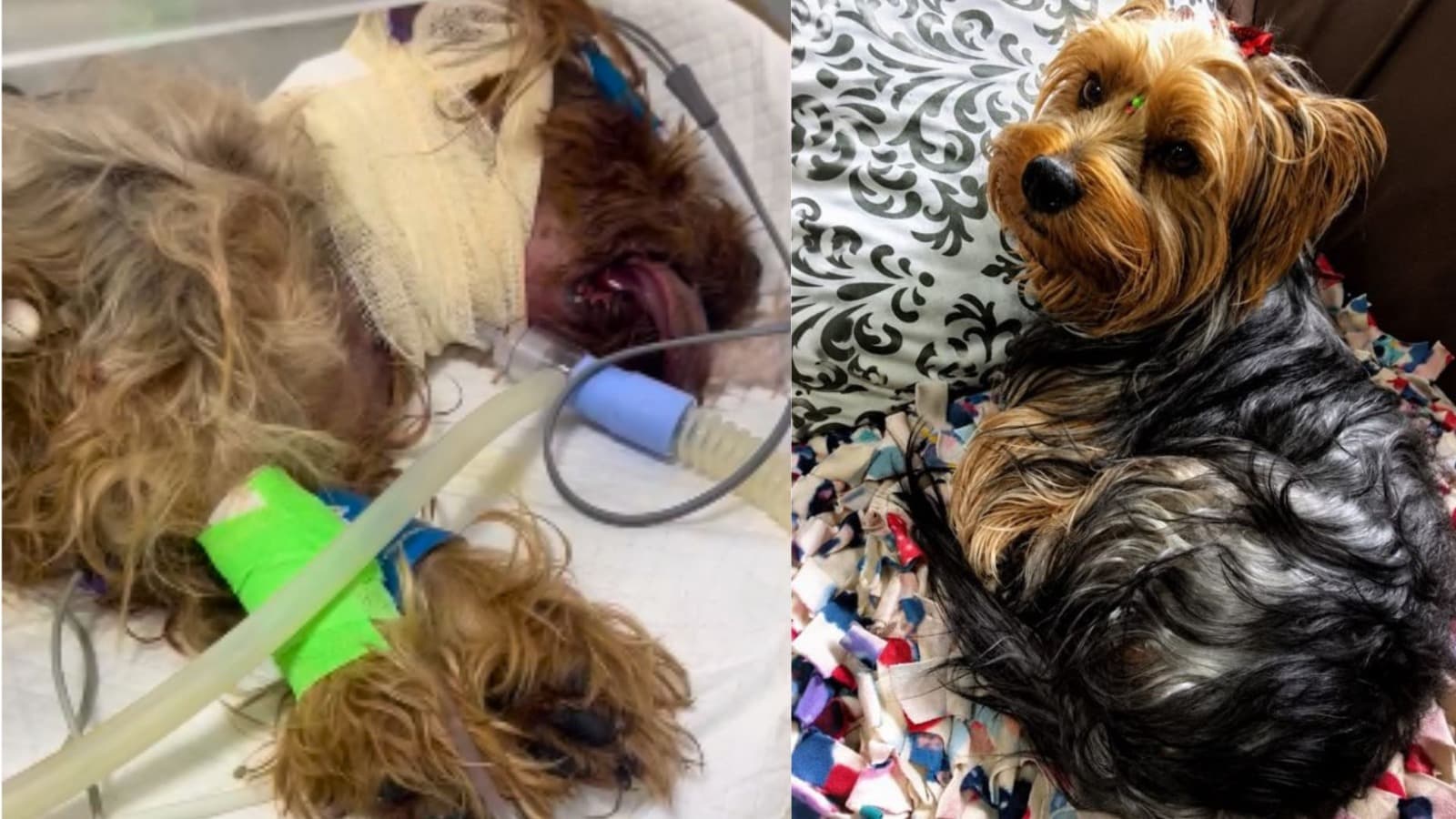 Fred foi para banho de rotina e não voltou: cão morre atacado em transporte de pet shop em SC