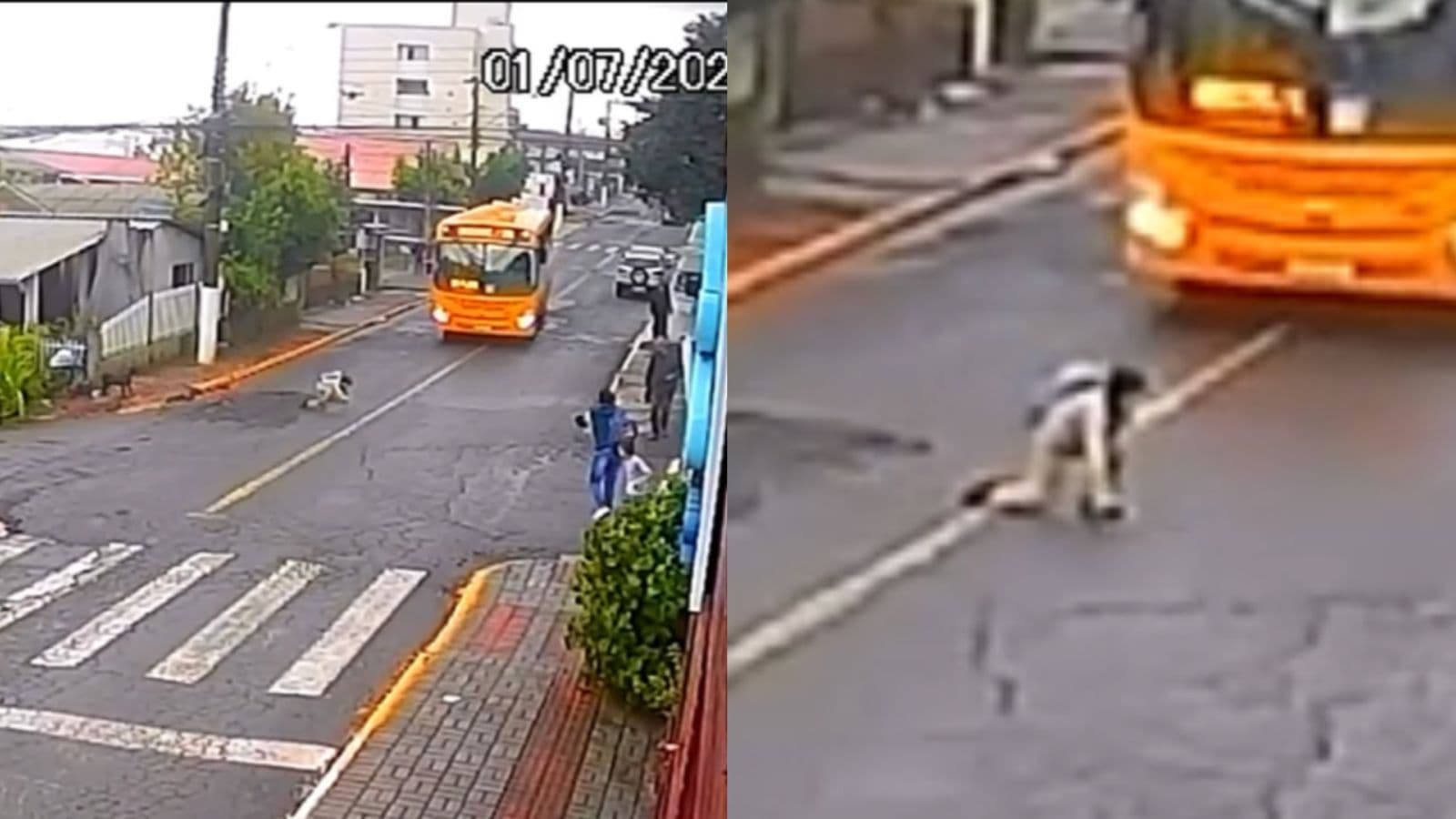 “Que susto”: cachorro avança em criança que tropeça e quase é atropelada por ônibus em SC