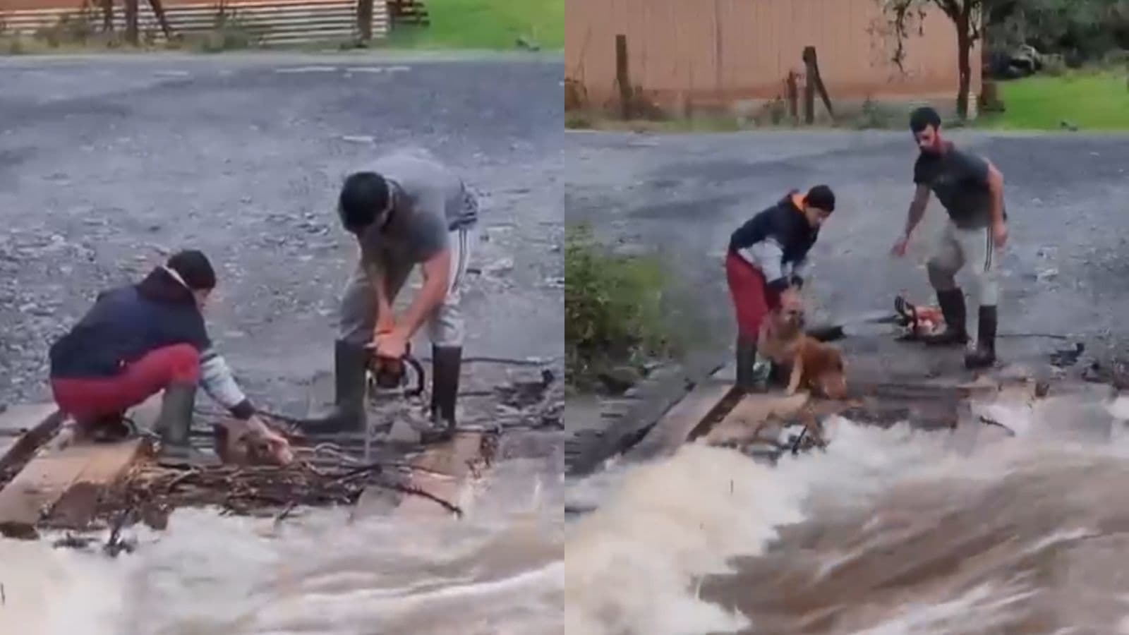 Homens salvam cachorro preso em ponte submersa durante enxurrada em Urubici
