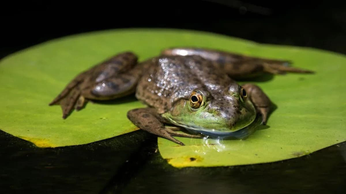 Alerta em Florianópolis: rã invasora volta a aparecer e acende preocupação ambiental