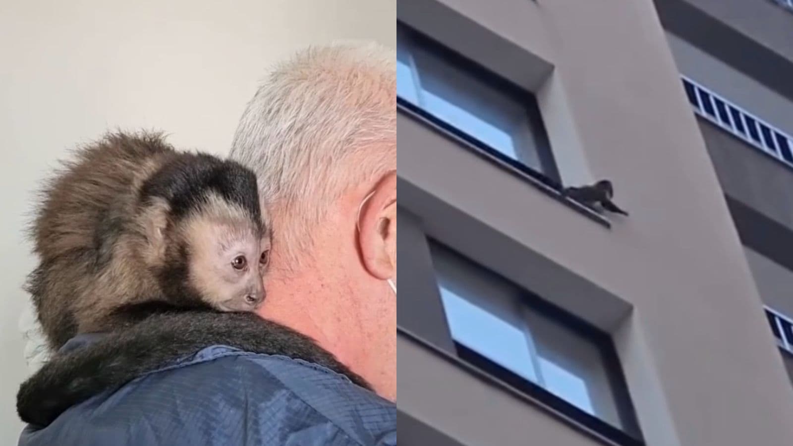 FOTOS: macaco na sacada, tamanduá na rua — os resgates de animais que pararam SC