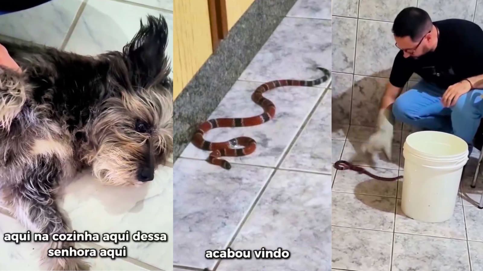 O latido que evitou uma tragédia: cachorra percebe “visita fatal” na cozinha e alerta moradores em SC
