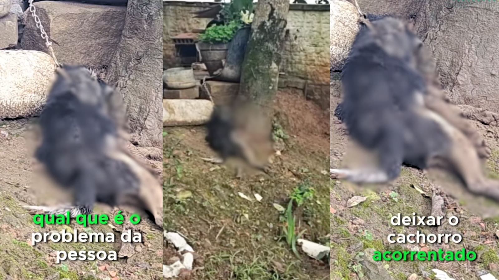 “Quem não tem condições, não tem que ter animal”: vereadora de SC flagra cachorro morto enforcado por corrente