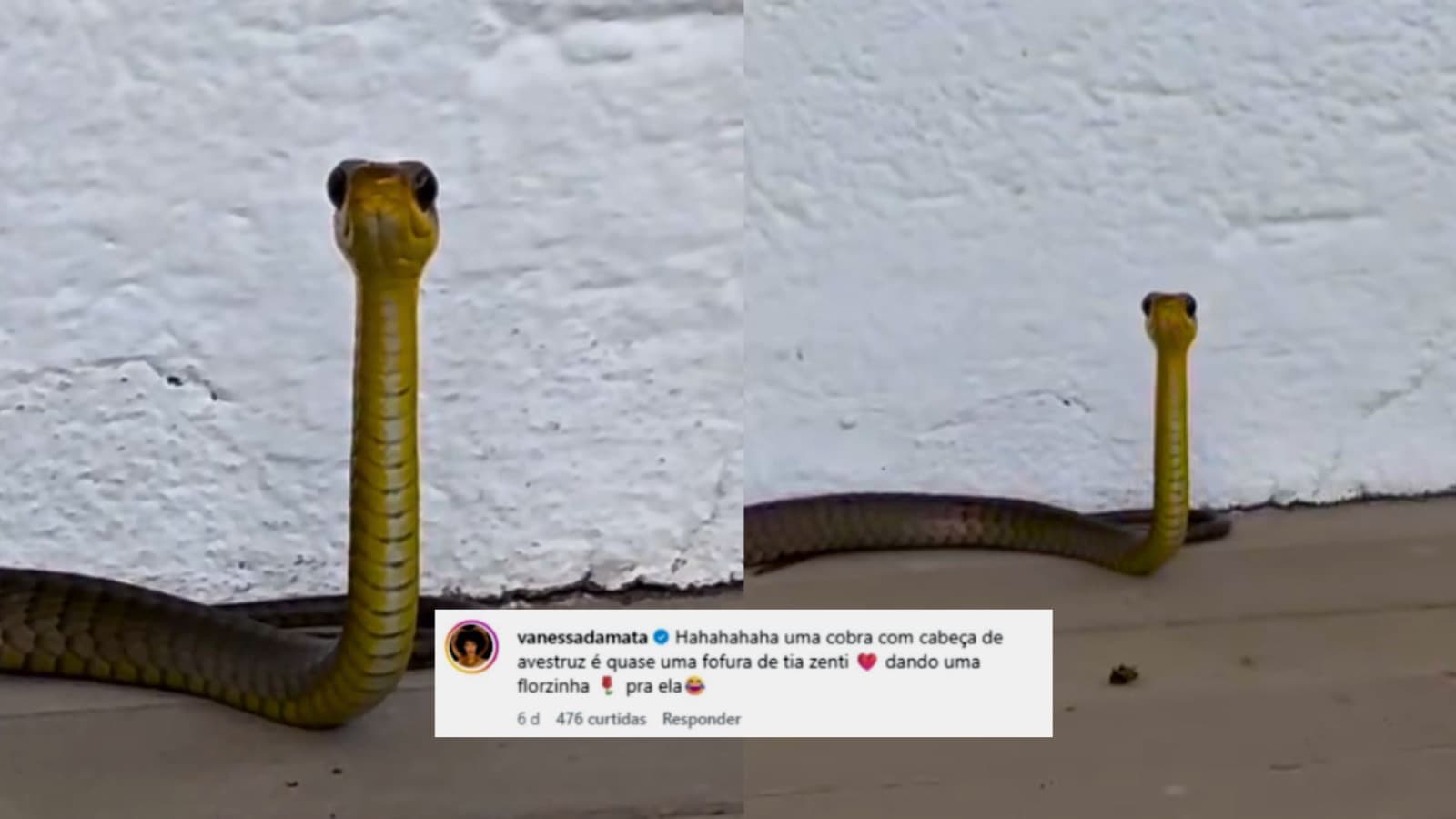 “Fofoqueira” de Jaraguá do Sul: cobra viraliza com olhar curioso durante resgate e ganha até fã famosa