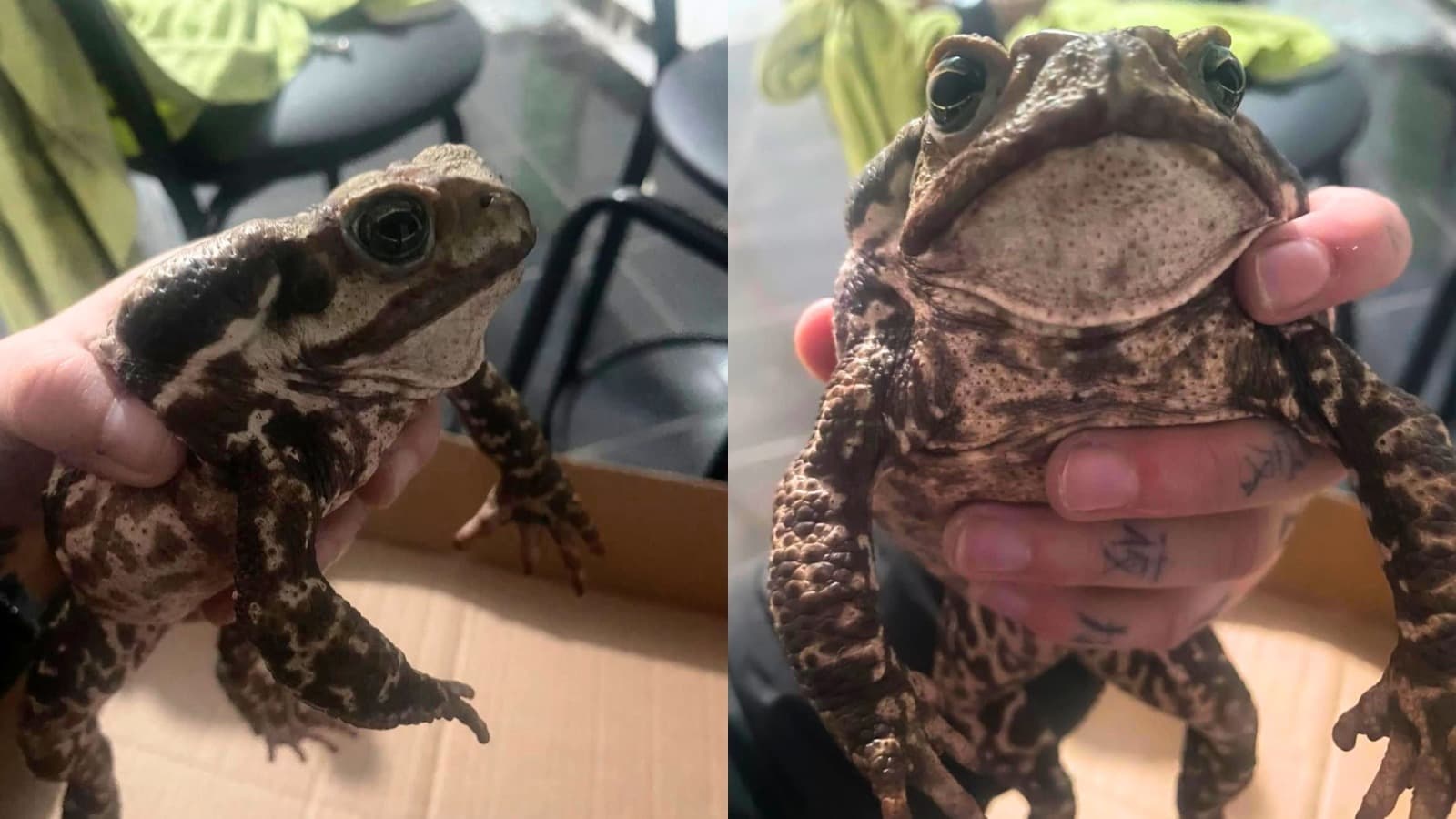 “Tadinho do bichinho”: sapo encontrado agonizando com boca colada causa revolta em SC
