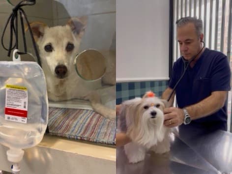 Há 26 anos ele escolheu cuidar de vidas: são mais de 100 mil pets atendidos em Itapema e Tijucas