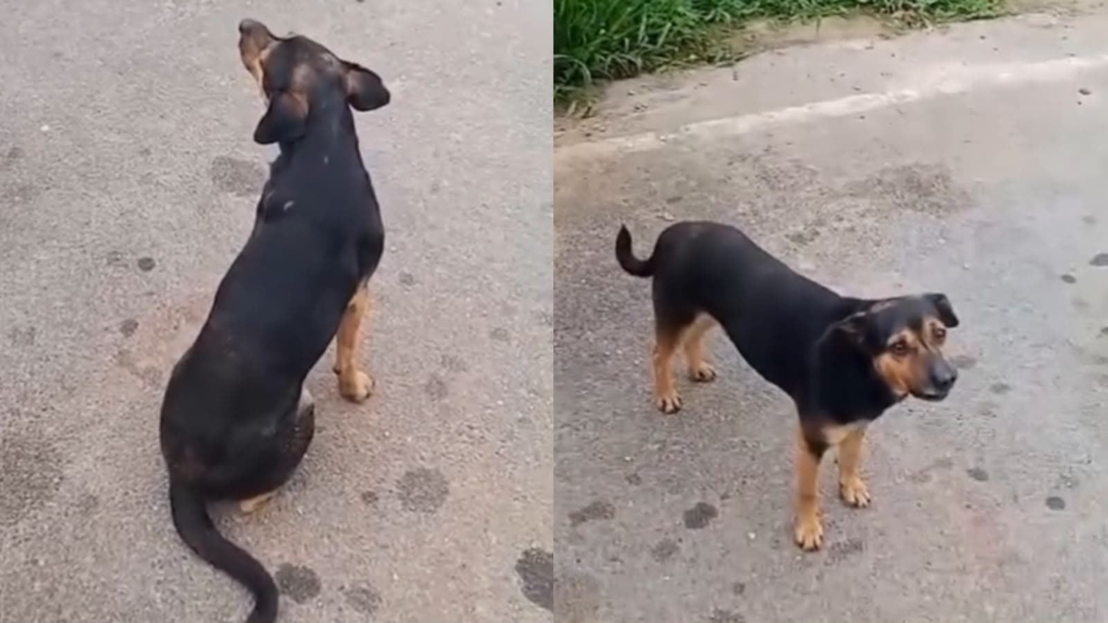 “Como alguém consegue?”: morador encontra cãozinho chorando após ser abandonado no meio do lixo em SC