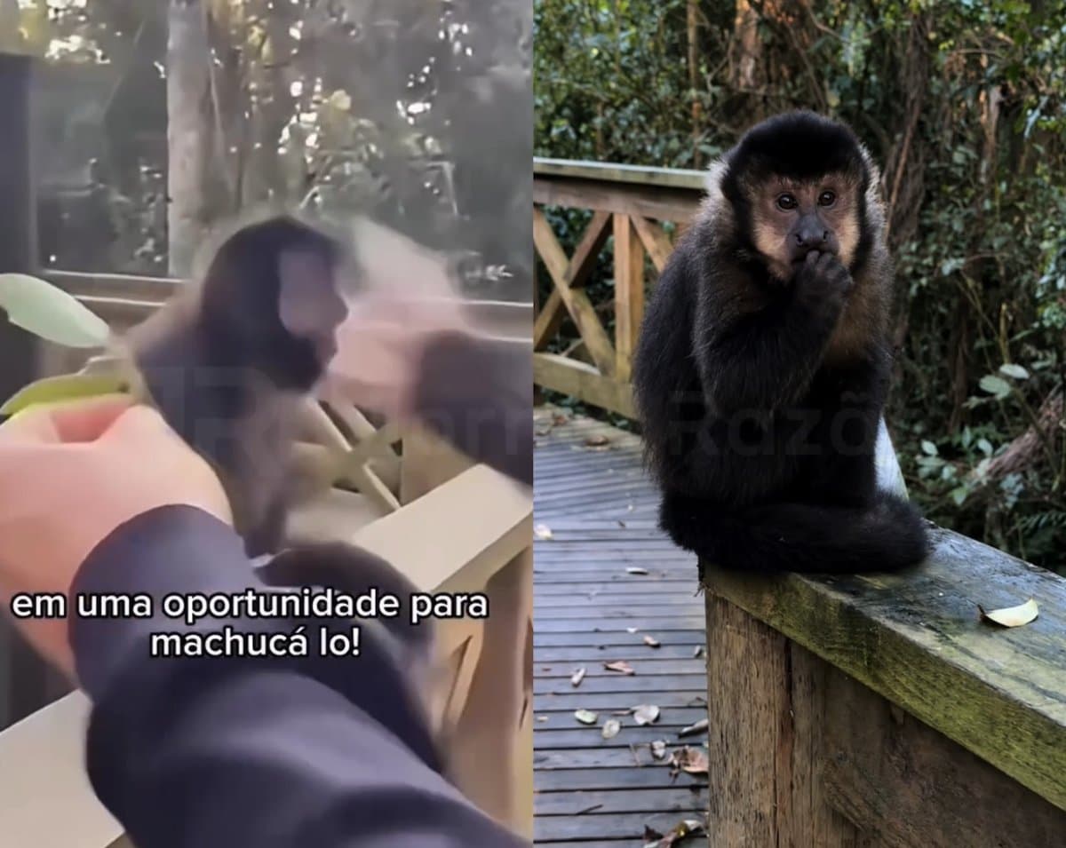 “Achava que ia ganhar carinho”: polícia identifica homem que deu tapa em macaco-prego em parque de SC