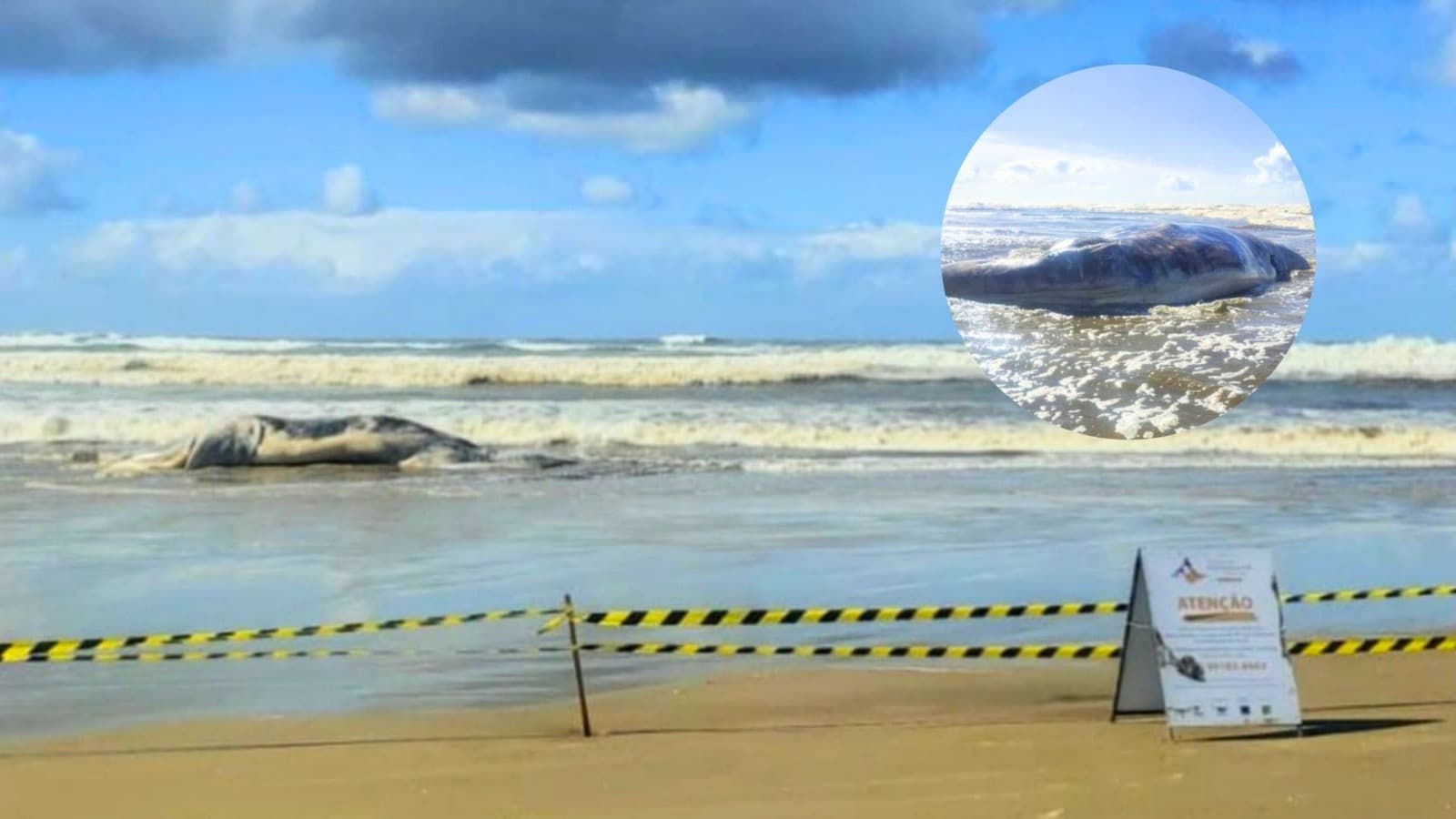 Sexto filhote de baleia-franca-austral é encontrado morto em praia catarinense