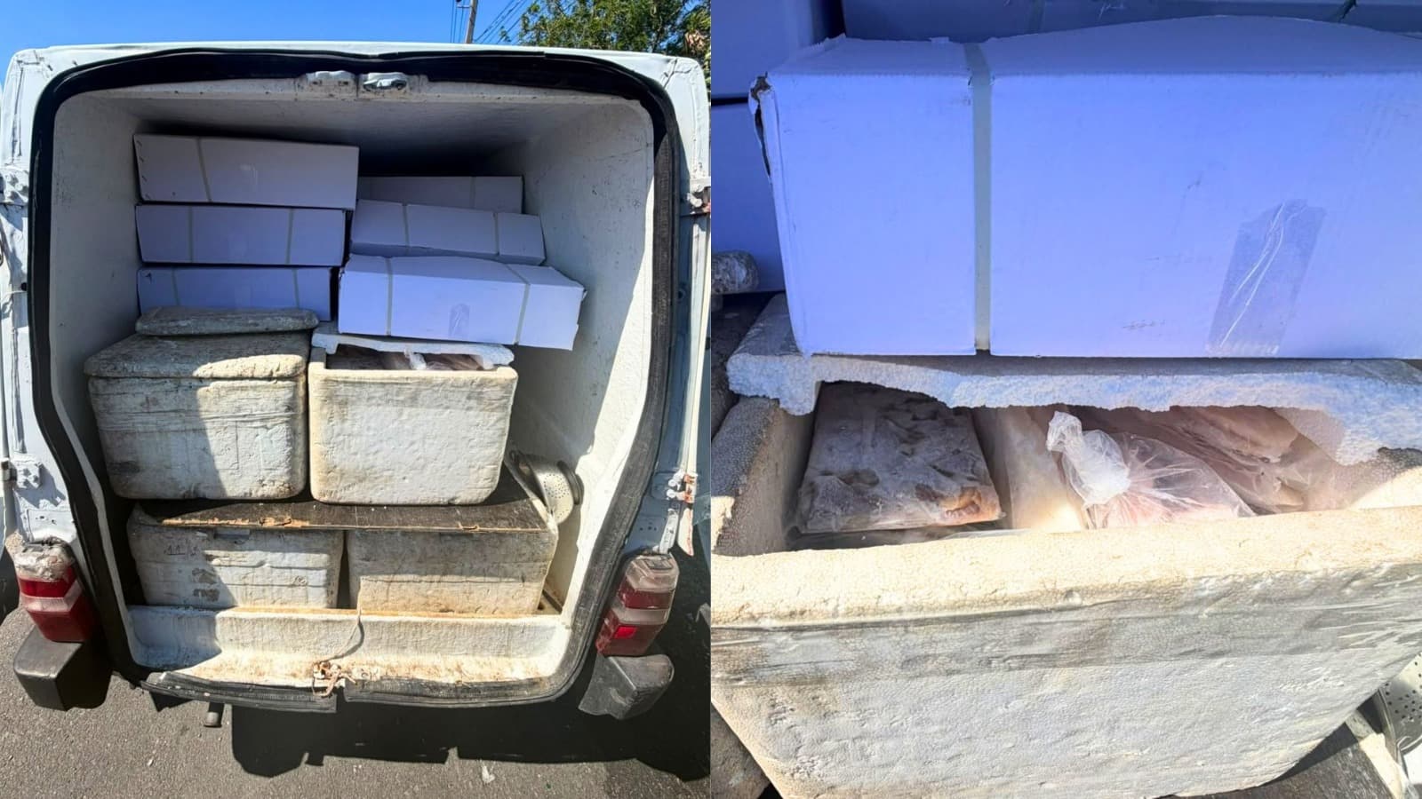 Dupla é presa em Florianópolis vendendo peixe e camarão “podres” que iriam para o prato do consumidor