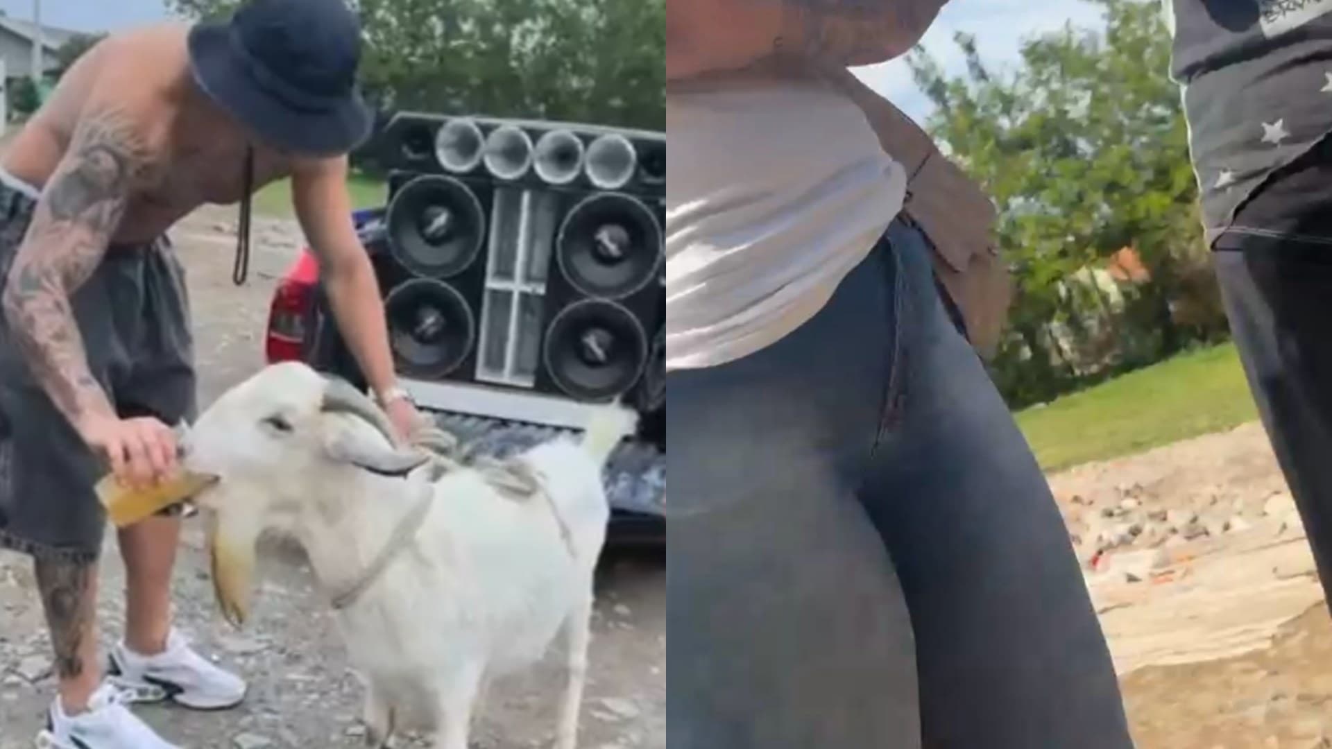 Mulher revela o fim chocante do bode que bebeu cerveja e mastigou cigarro em festa de clube em SC
