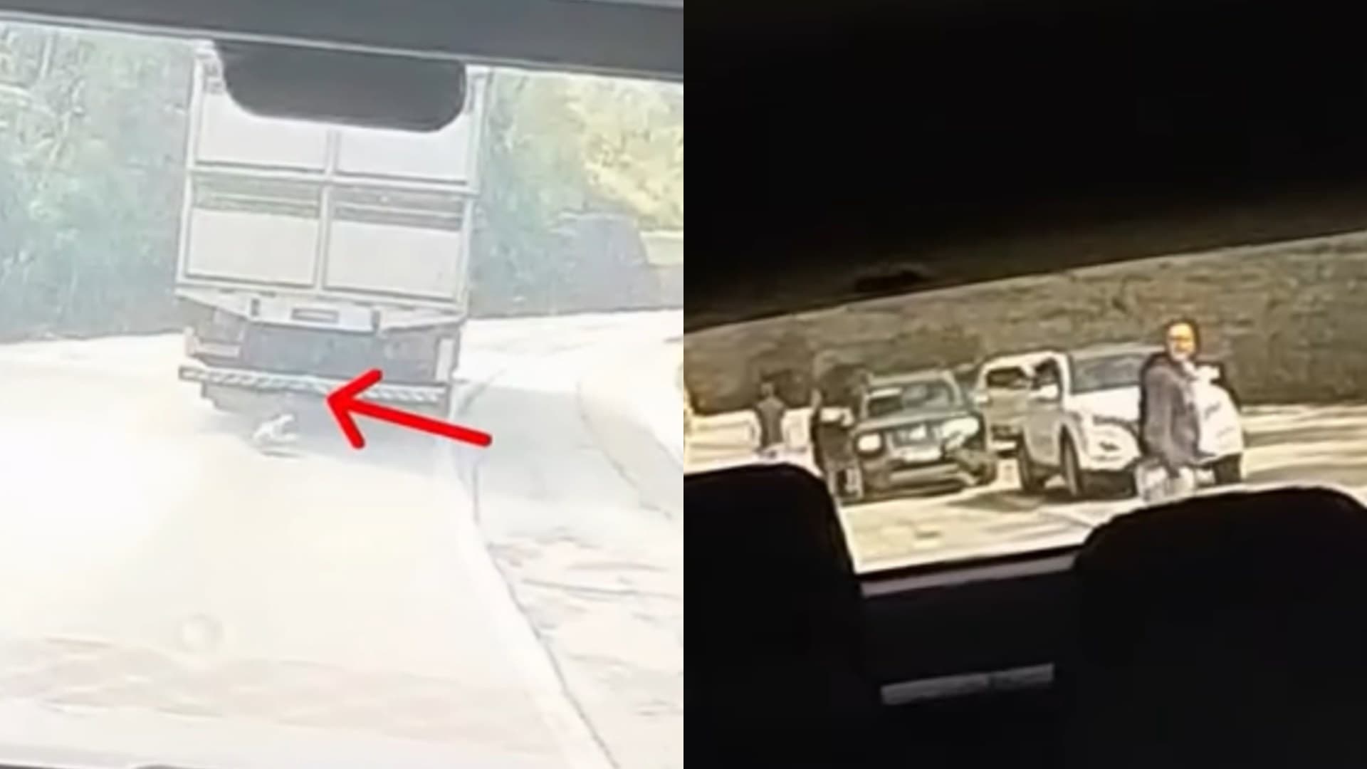 Frame de video mostra porco caido na pista atras de caminhao na BR-282 e carros parados no acostamento em Palhoca