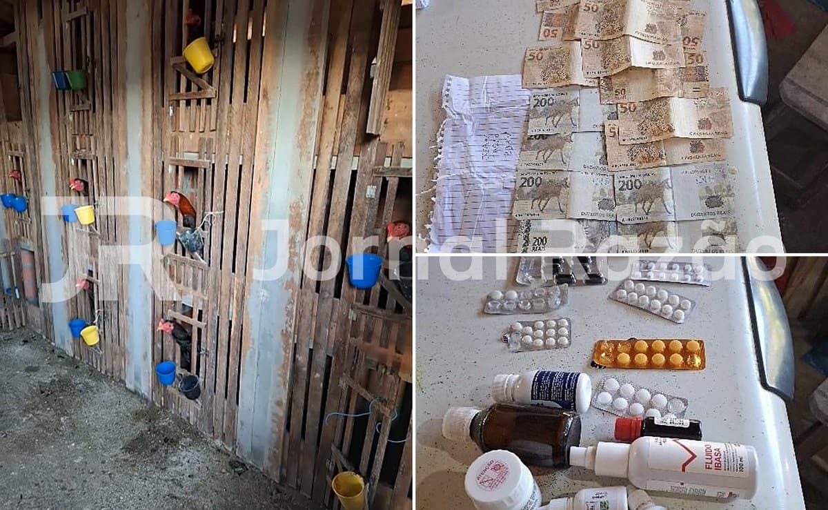 PM fecha rinha com 68 galos e R$ 12,5 mil em apostas em Massaranduba
