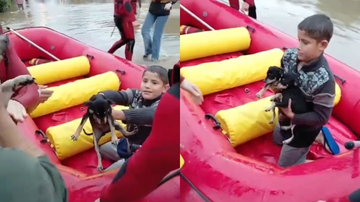“Sem eles eu não vou”: criança não larga os cachorrinhos e é resgatada com eles em Criciúma