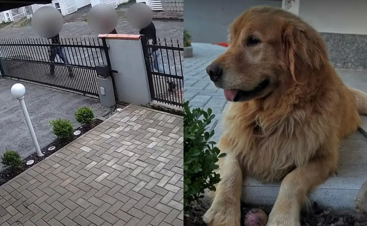 “Levaram o Godofredo pra pessoa que quase matou ele”, diz protetora de cão devolvido à tutora em SC