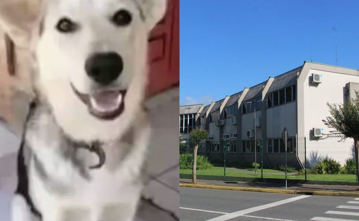 Mãe paga R$ 100 para homem matar cachorro da filha e acaba condenada a mais de 4 anos em Jaraguá do Sul