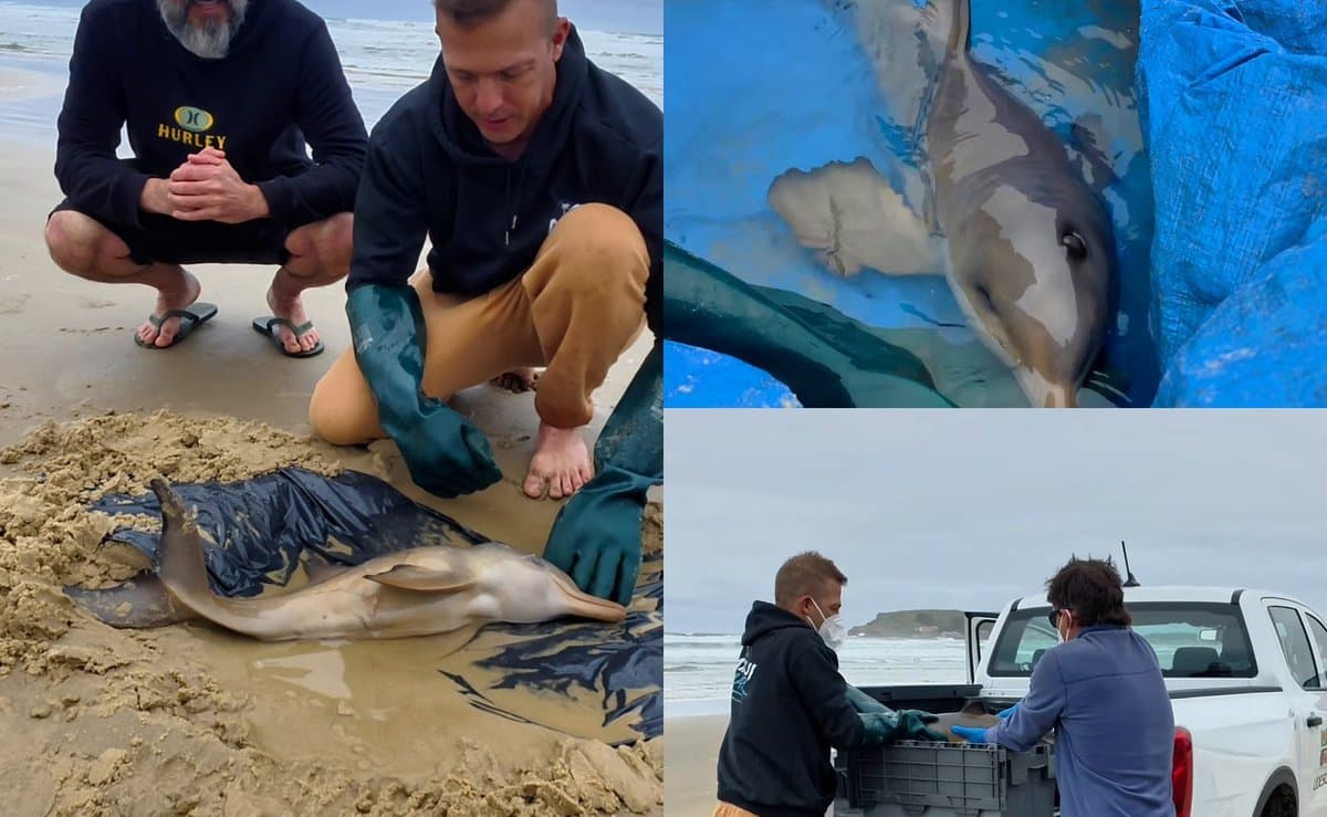 Surfista acha golfinho ameaçado de extinção ferido na praia e o filhote é batizado de Santa Marta em SC